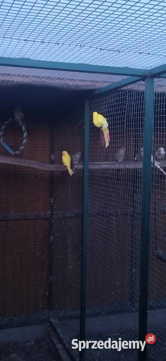 Księżniczka Wspaniała Walii Ptaki Kłobuck