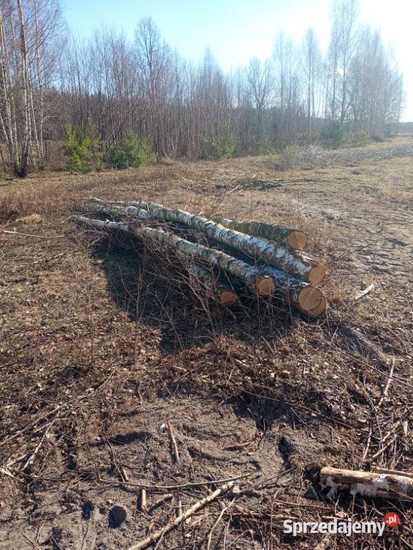 drewno brzoza opałowa dowóz mazowieckie