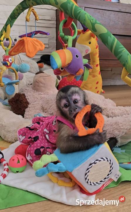 Kapucynka czubata dziewczynka