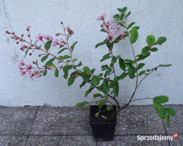 LAGERSTROEMIA EVELINE sadzonki w doniczkach kujawsko-pomorskie Ustronie