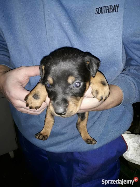 Terier Niemiecki jagdterier Zwierzęta Sulistrowa sprzedam