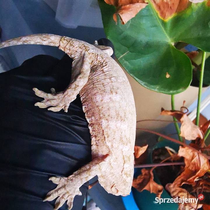 Gekon Olbrzymi Rhacodactylus Lechianus małopolskie Kraków