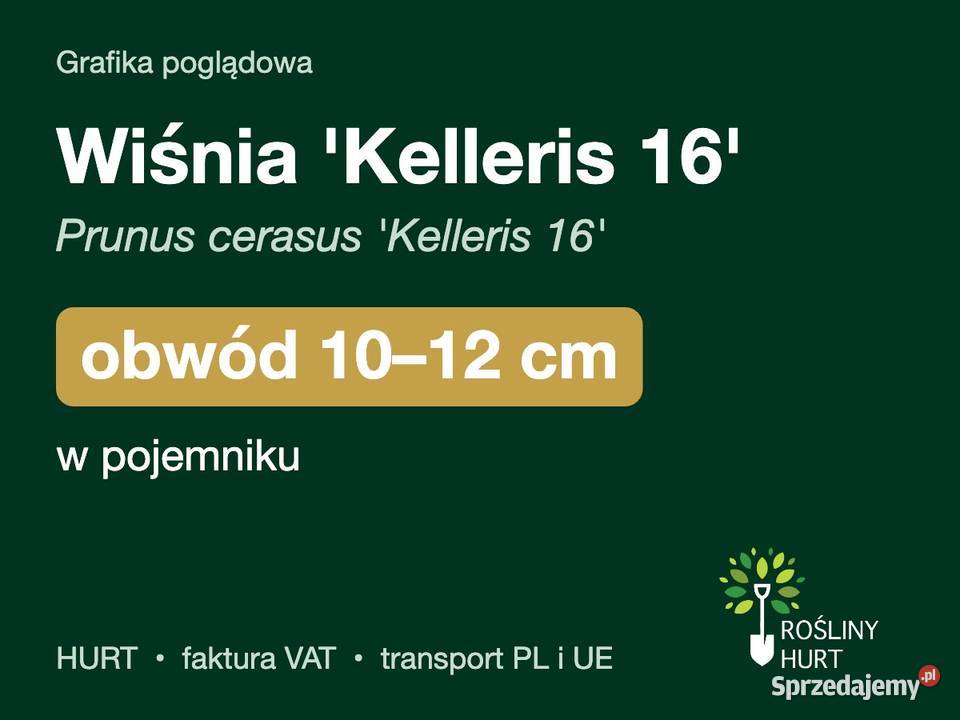 Wiśnia Kelleris 16 obwód 1012 w pojemniku HURT