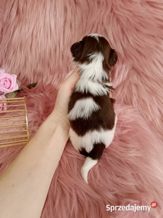 Biało czekoladowa suczka rasy ShihTzu wielkopolskie