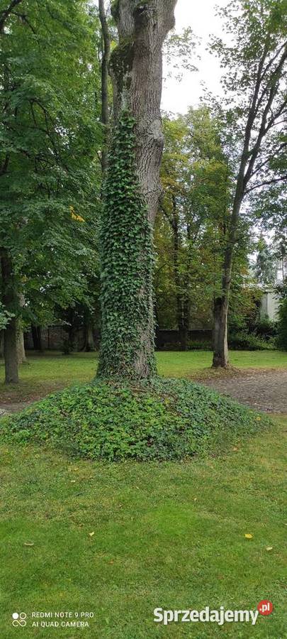 Duże bluszcze HEDERA helix