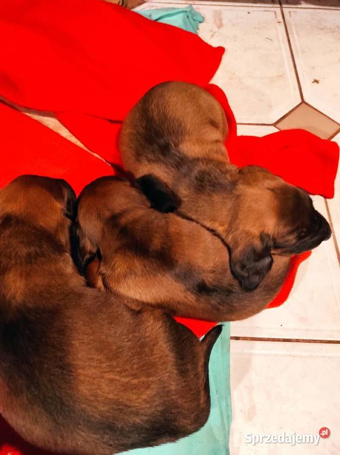 Posokowce bawarskieszczenięta rodowodowe FCI śląskie Poraj sprzedam