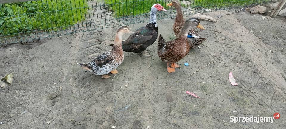 Sprzedam kaczki Drób i ptactwo