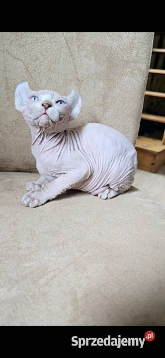 Gotowy do odbioru BIAŁY SFINKS SPH SPHYNX domowa Jaworzyna Śląska sprzedam