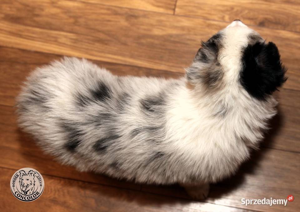 Border Collie coli szczeniak Blue Merle tricolor Jastrzębia