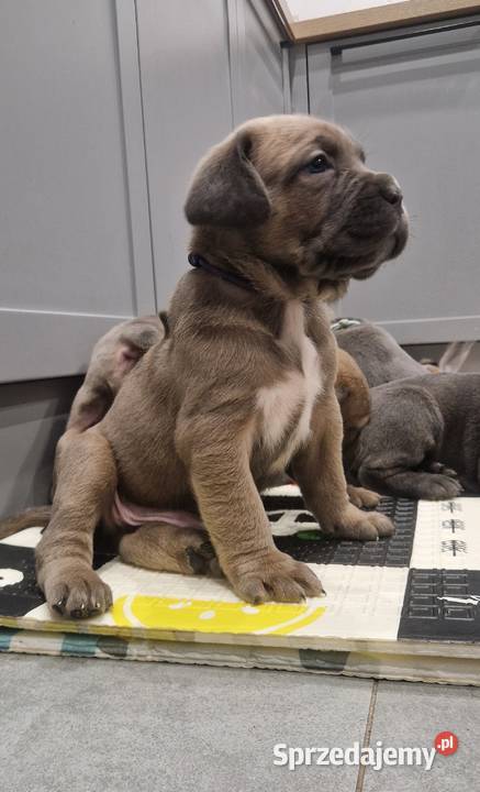 Cane Corso rodowodowe Bychawa