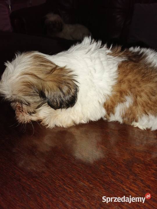 Piękne miniaturowe shih tzu Łomża