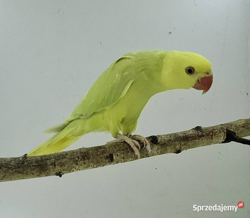 aleksandretty młode 25r zielone zółte niebieskie