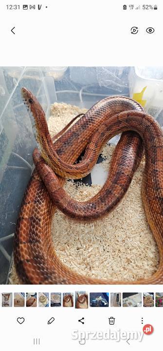 Waz zborzowy dorosla piekna samica Słupsk