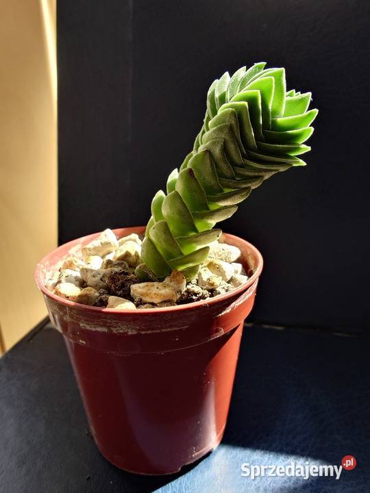 Crassula Kimnachi Buddhas Temple grubosz Warszawa