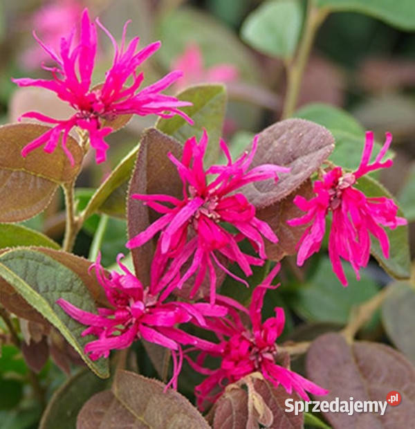 LOROPETALUM CHIŃSKIE Daybreaks Flame sadzonki w Ustronie sprzedam