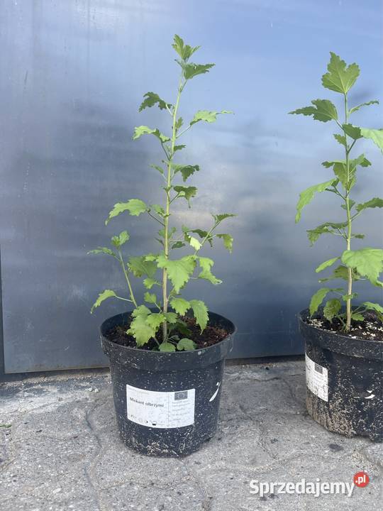 Hibiskus Spławie