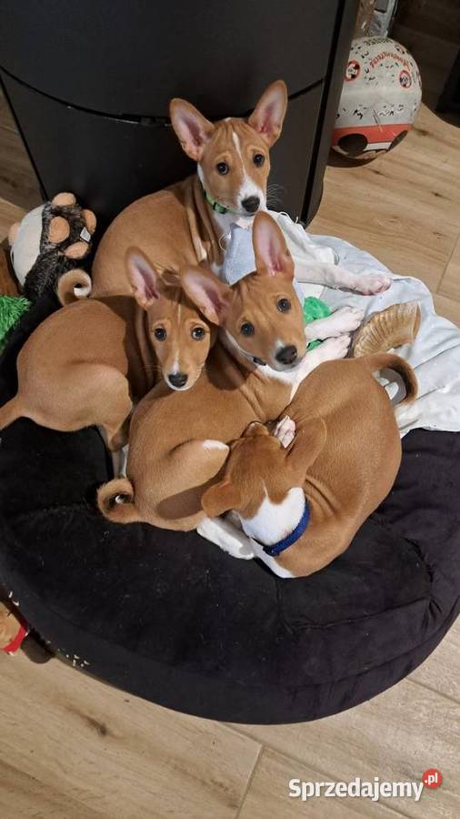 Basenji szczenięta pomorskie Słupsk