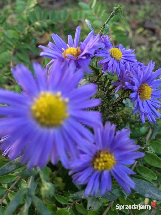Aster Marcinek fioletowy niski wieloletni Lublin sprzedam