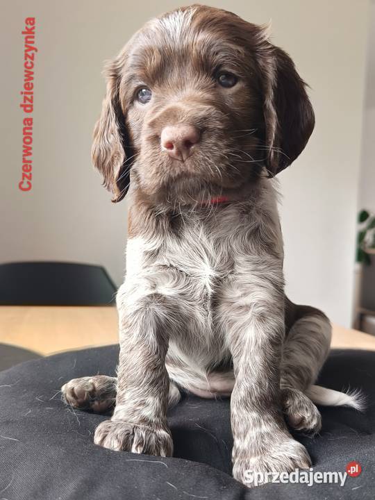 Polski Spaniel Myśliwski Psy
