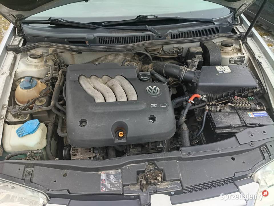 Sprzedam bore Bora świętokrzyskie Wólka Pokłonna