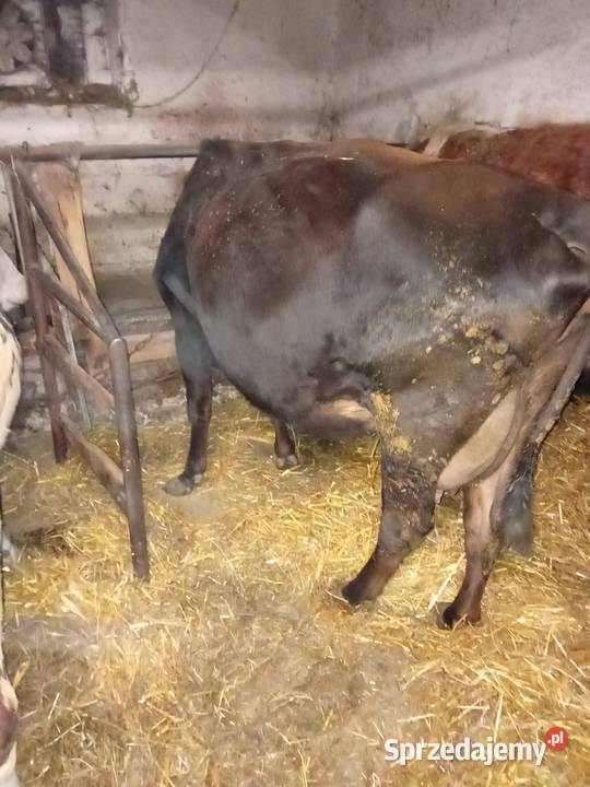 Krowy mleczne trzy sztuki Gowidlino