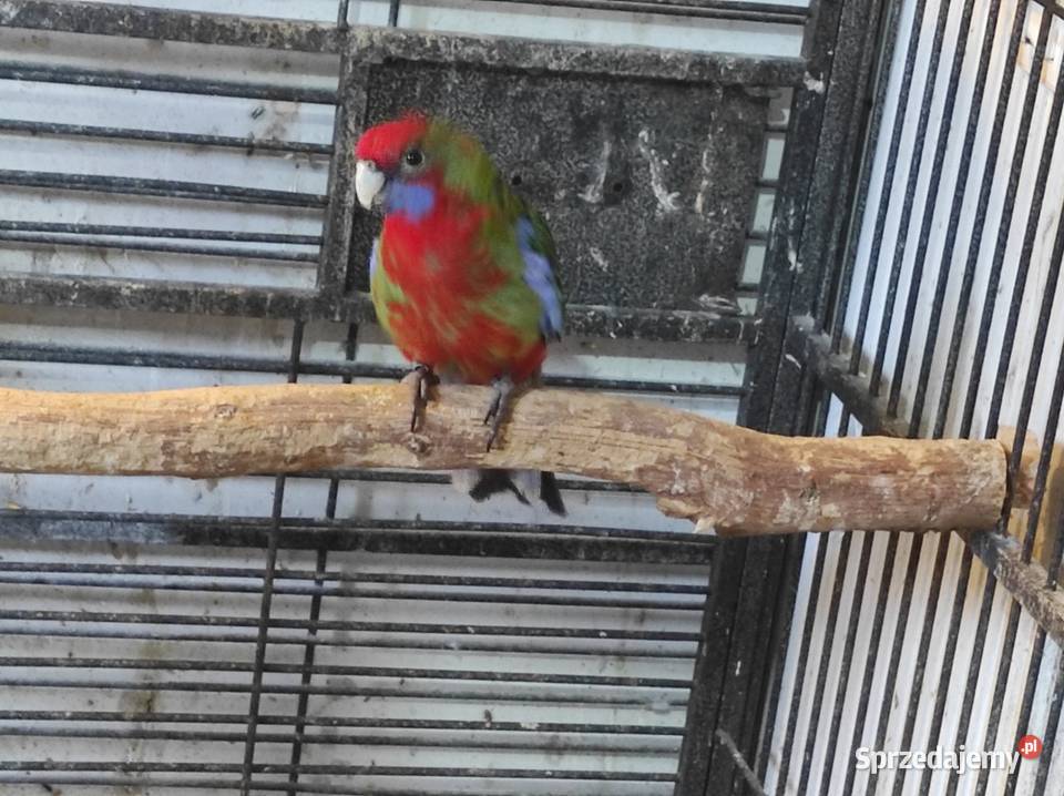 Rozella królewska samiec czerwony Ptaki Rębków