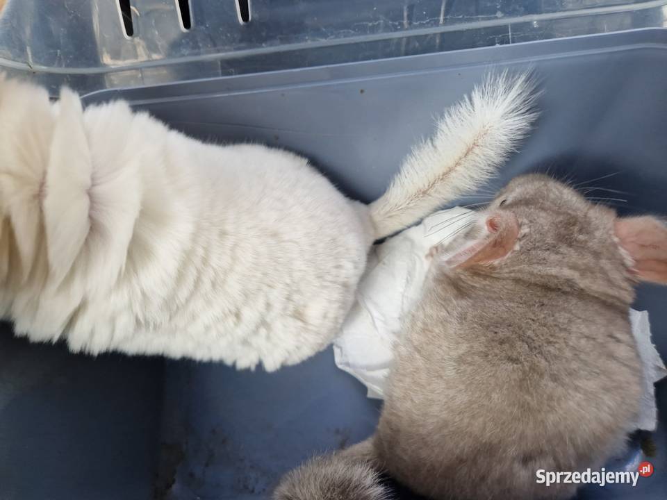 Szylki szynszyle chinchilla biała i beżowa pomorskie Pinczyn
