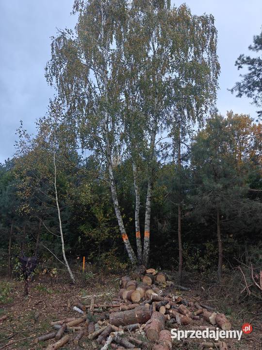 Zlecę wycinkę drzew 6 ogród