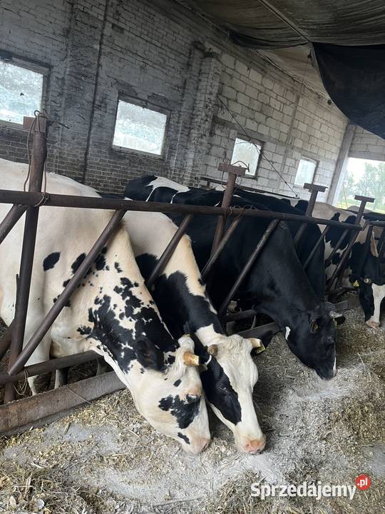 Jałówki wysokocielne Begno sprzedam