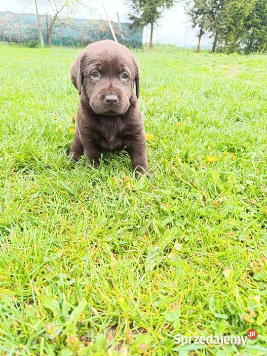 Pieski i suczki czarne Labradory Retriever Tarnów
