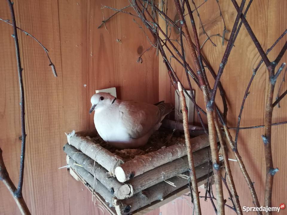 cukrówki Pozostałe