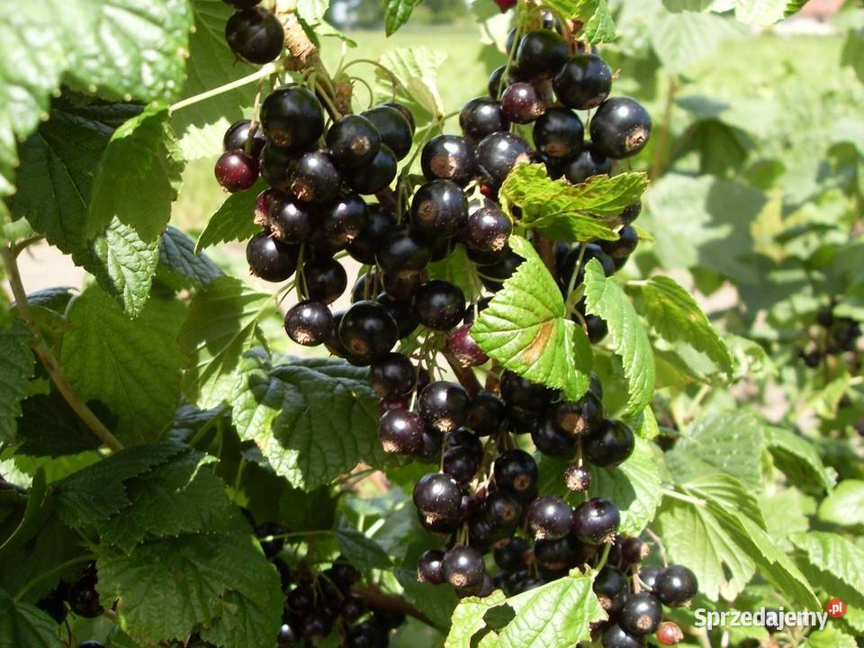 Porzeczki RubenRovada 3 LETNIE Porzeczka Wiele