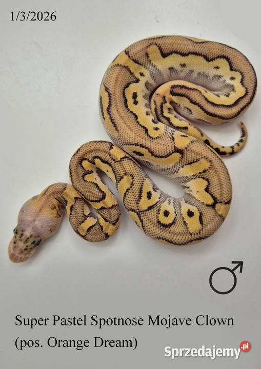 Pyton królewski Super Pastel Spotnose Mojave Golub-Dobrzyń