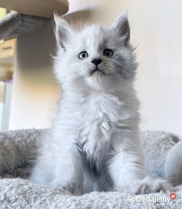 Maine Coon kocurek importach Koty Wińsko