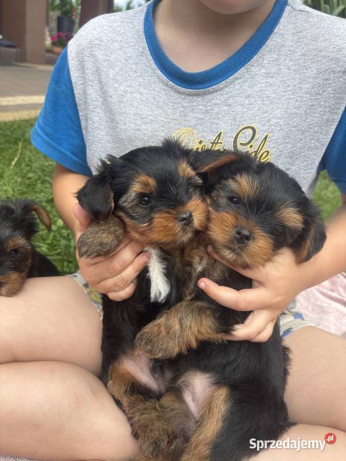 Yorki terrierki lubelskie Wola Okrzejska
