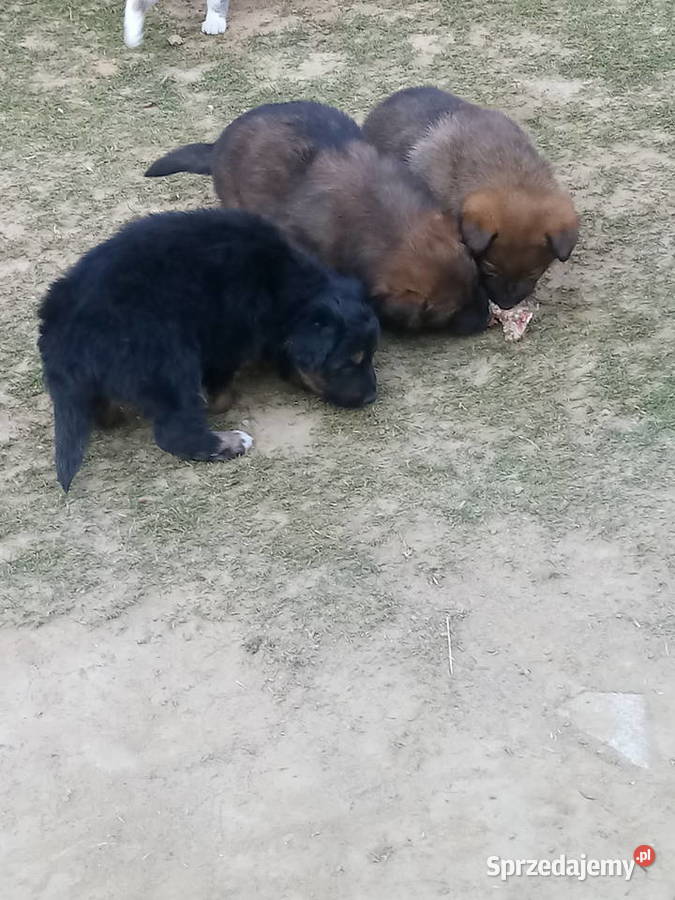 Sprzedam malutkie owczarki niemieckie Brzozów sprzedam