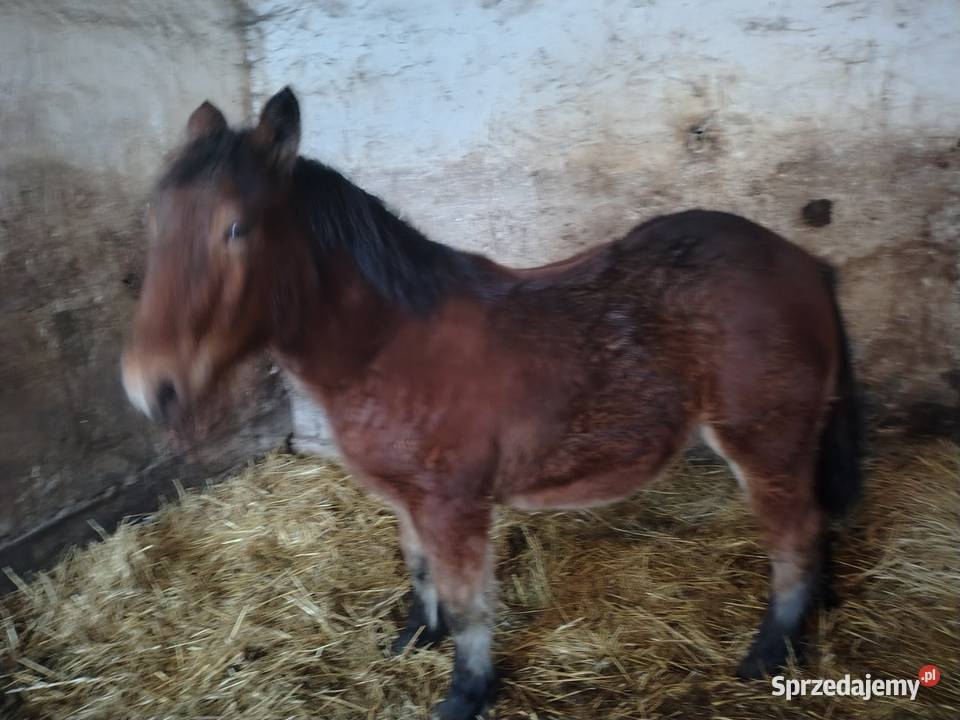 Źrebak 9 miesięczny Zimnokrwisty Maści Ciemny mazowieckie Radom sprzedam
