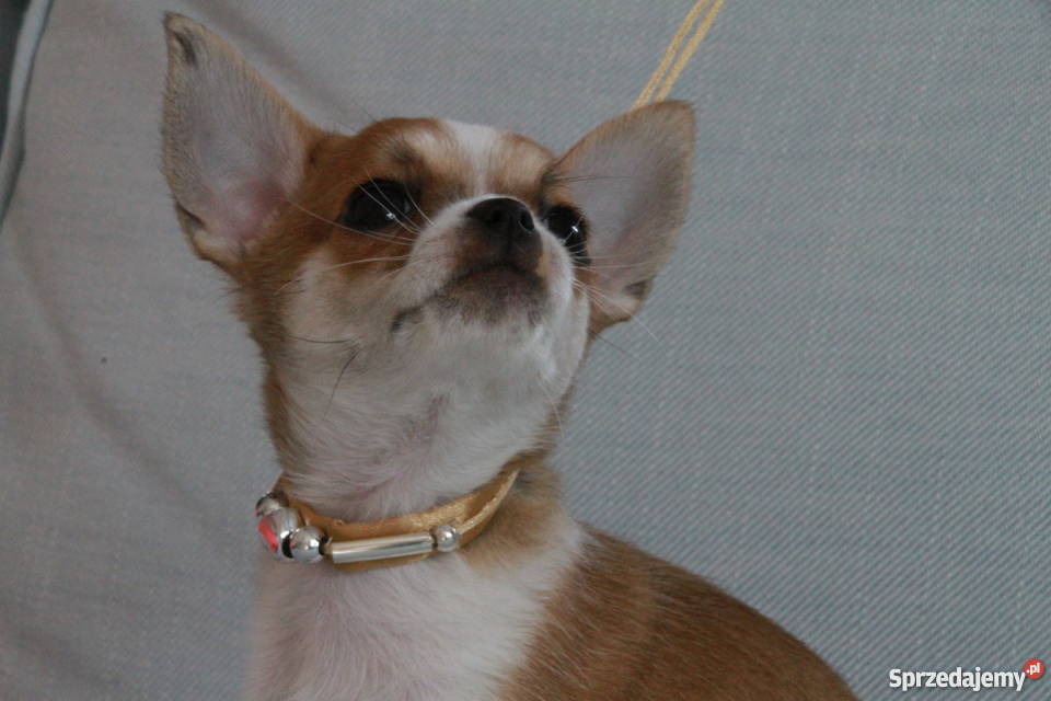 Piękny krótkowłosy piesek chihuahua mazowieckie Warszawa