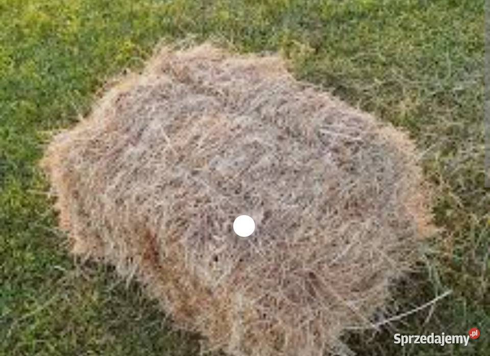 Sprzedam siano kostkę Rząśnia