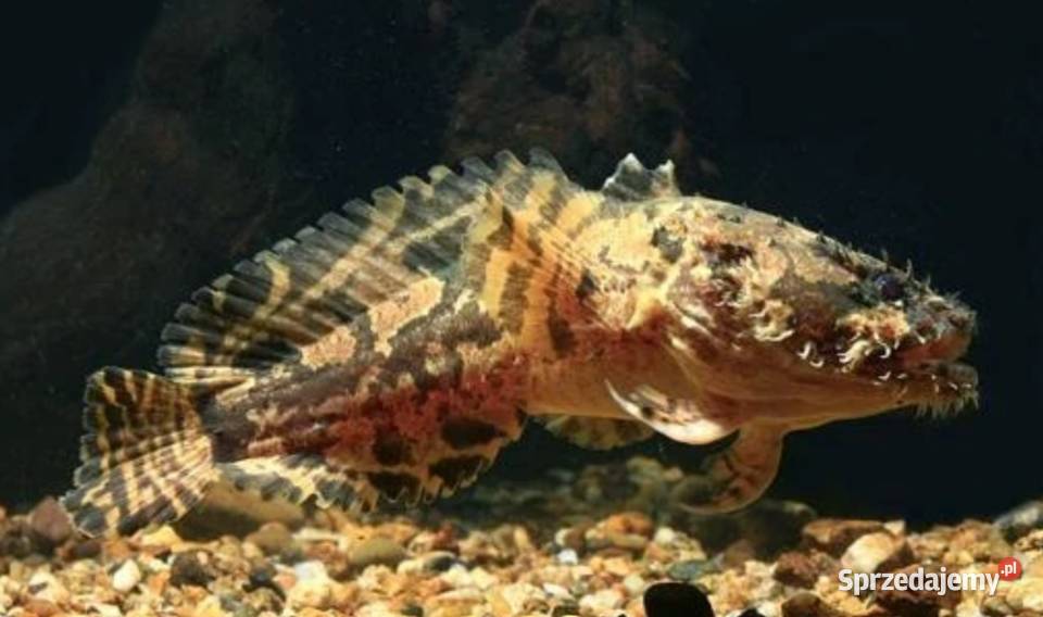 Batrach kwiczący Allenbatrachus grunniens sprzedam
