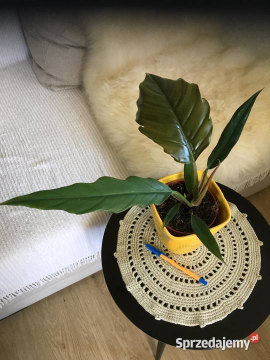Filodendron Choco mazowieckie Warszawa