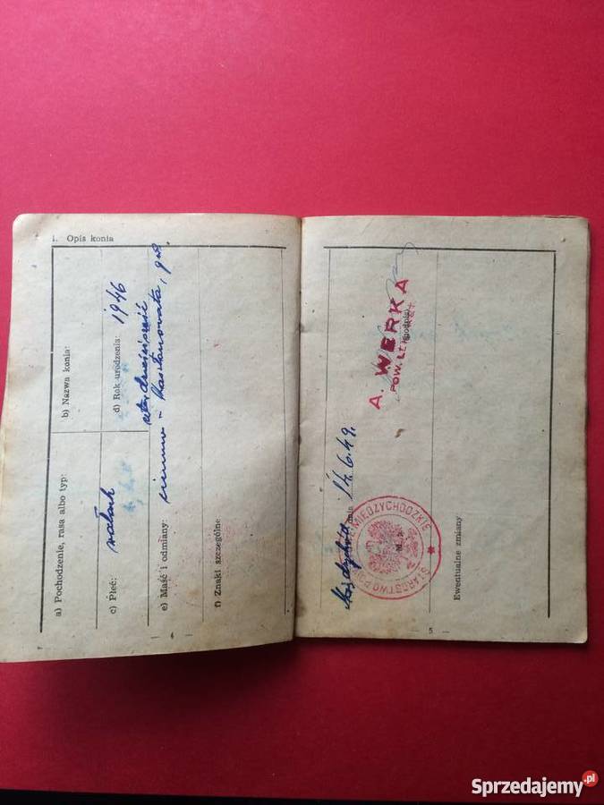 Dowód tożsamości konia Szczecin