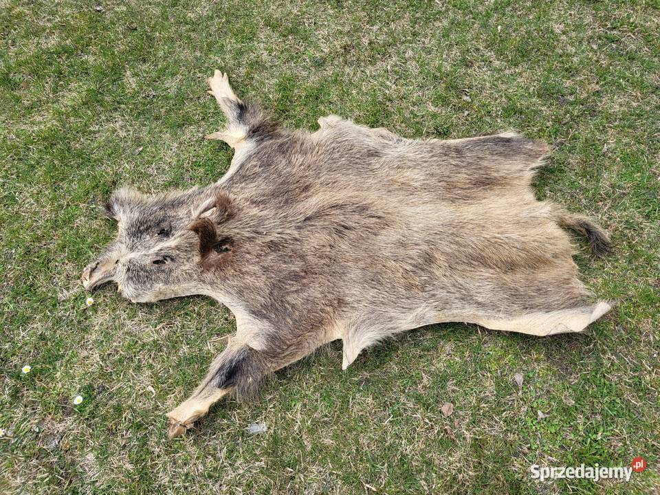 Wyprawiona skóra z dzika 130 x 80