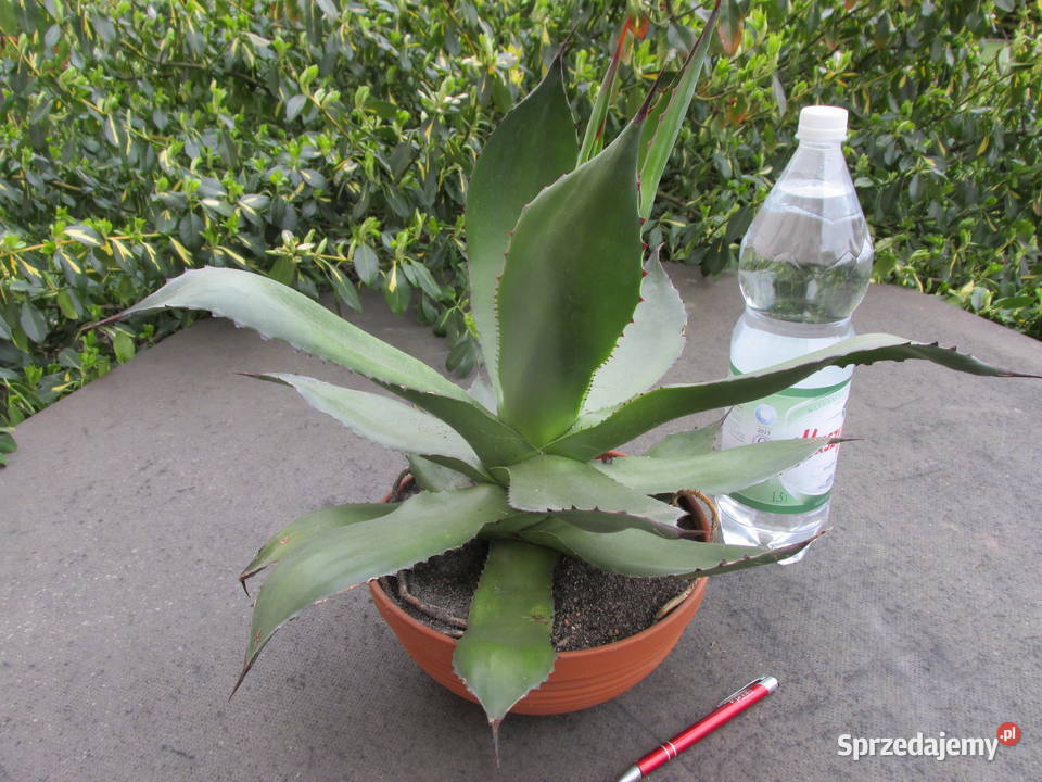 Agave chiapensis odhodowana ponad 10letnia agawa Kraków