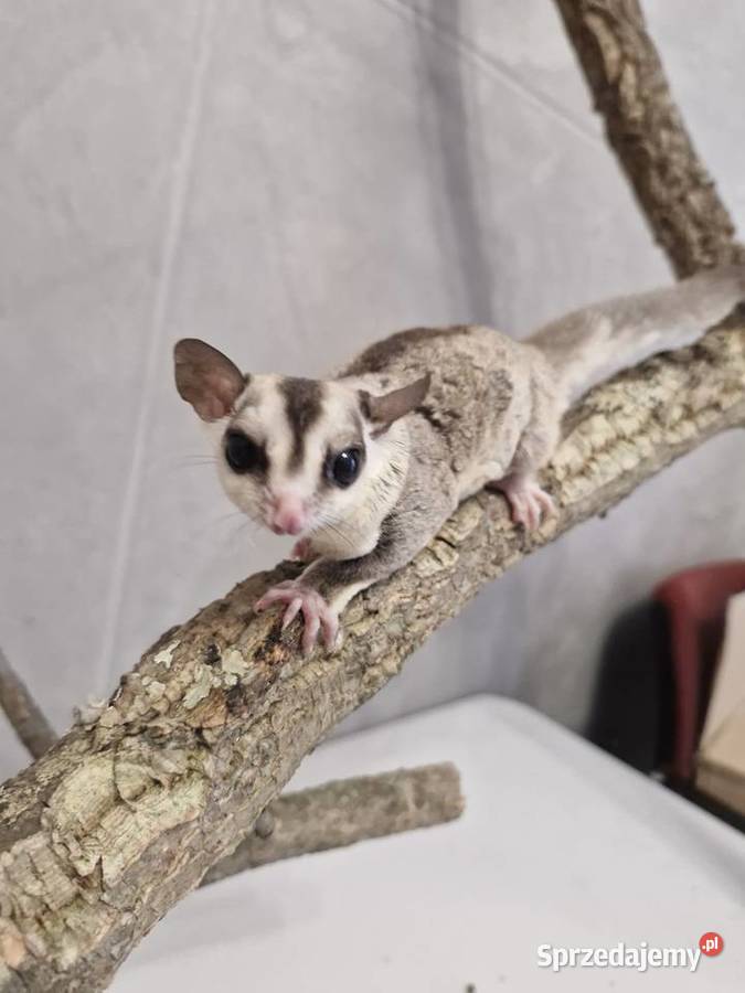 Lotopałanki Karłowate samice I samce Oława