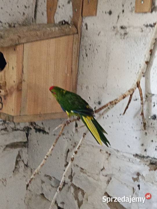 Modrolotki kozie pary legowe świętokrzyskie Brzeziny