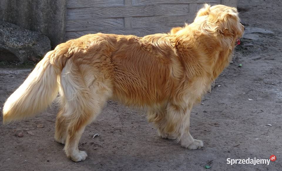 Golden retriever 11 miesięczny Przysucha