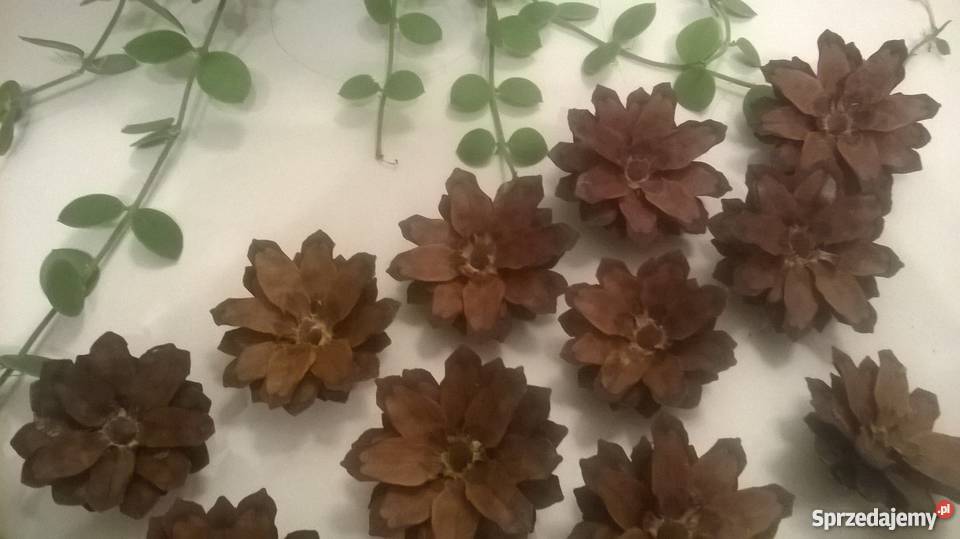 KWIATKI z szyszek sosnowych 1200 komplet pomorskie