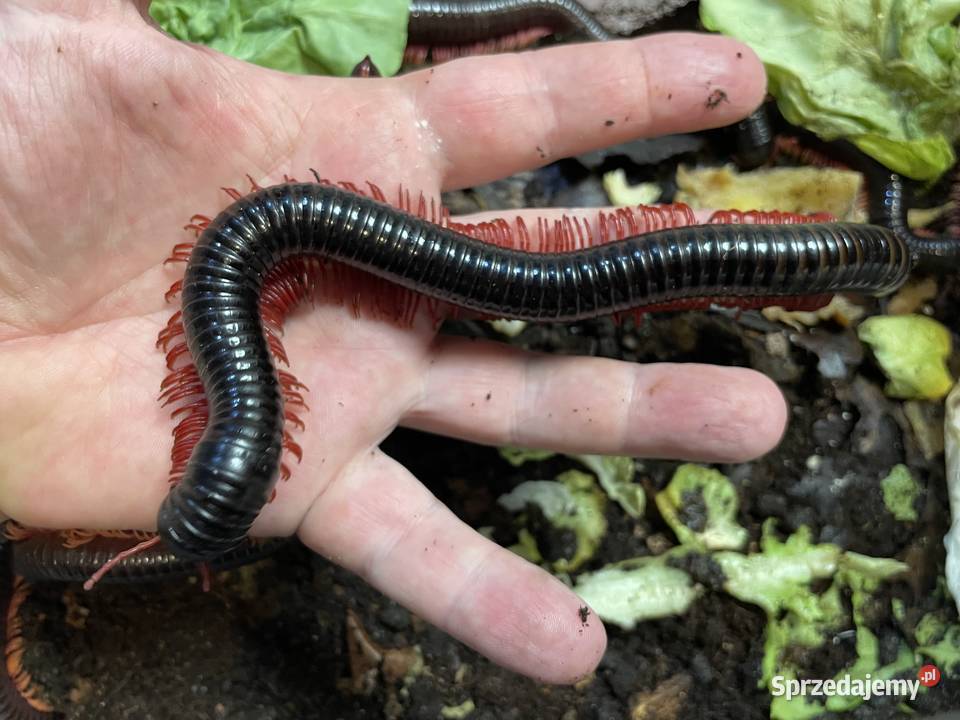 wij z Wietnamu Remulopygus brevispinus Pozostałe