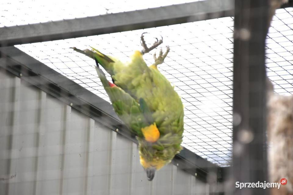 amazonka niebieskoczelna Nowe